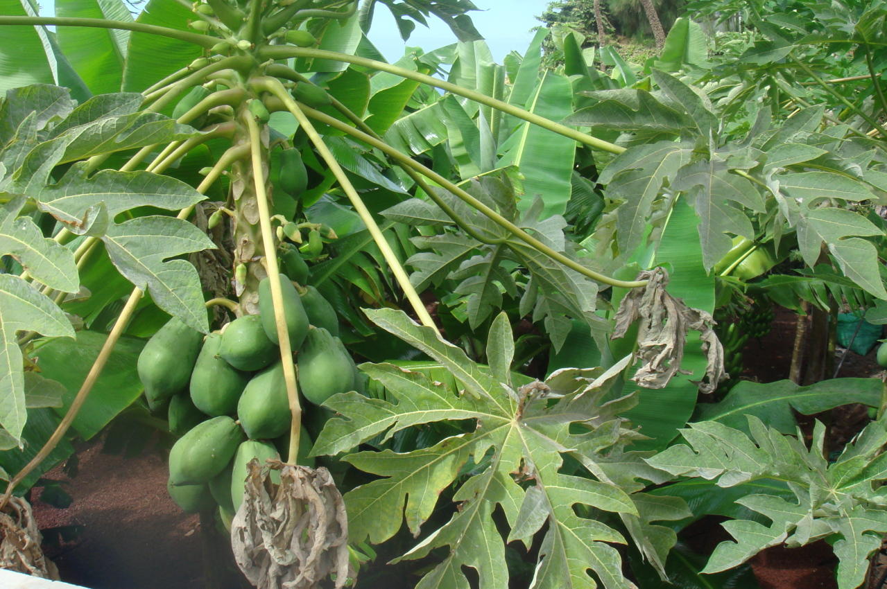 Garten mit Bananen und Papaya