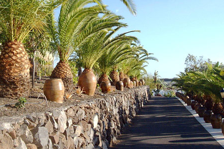 Teneriffa Finca ALcala Palmen