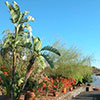 Finca Alcala, Süd-Teneriffa: Garten