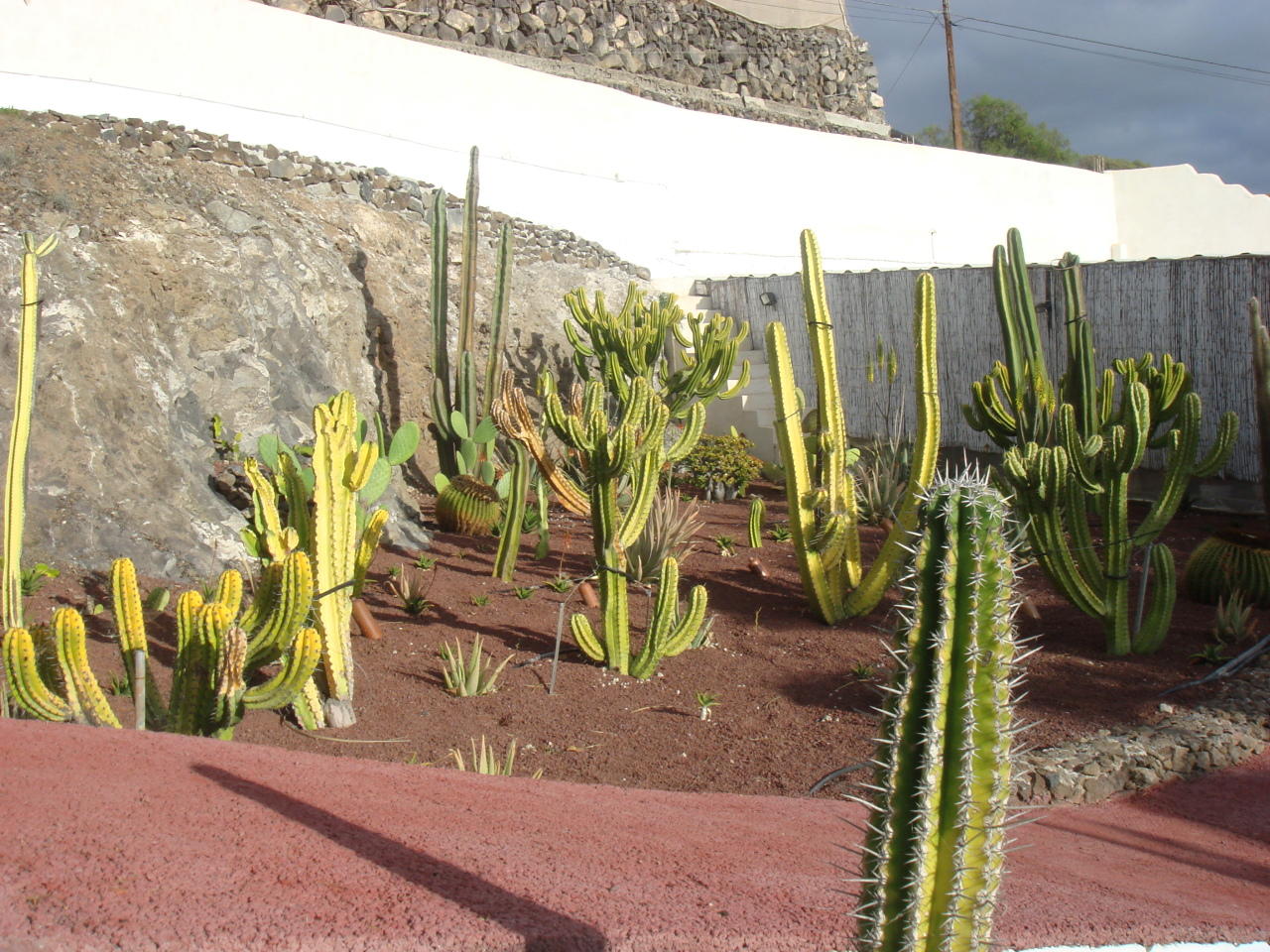  Finca Alcalá: Kakteengarten