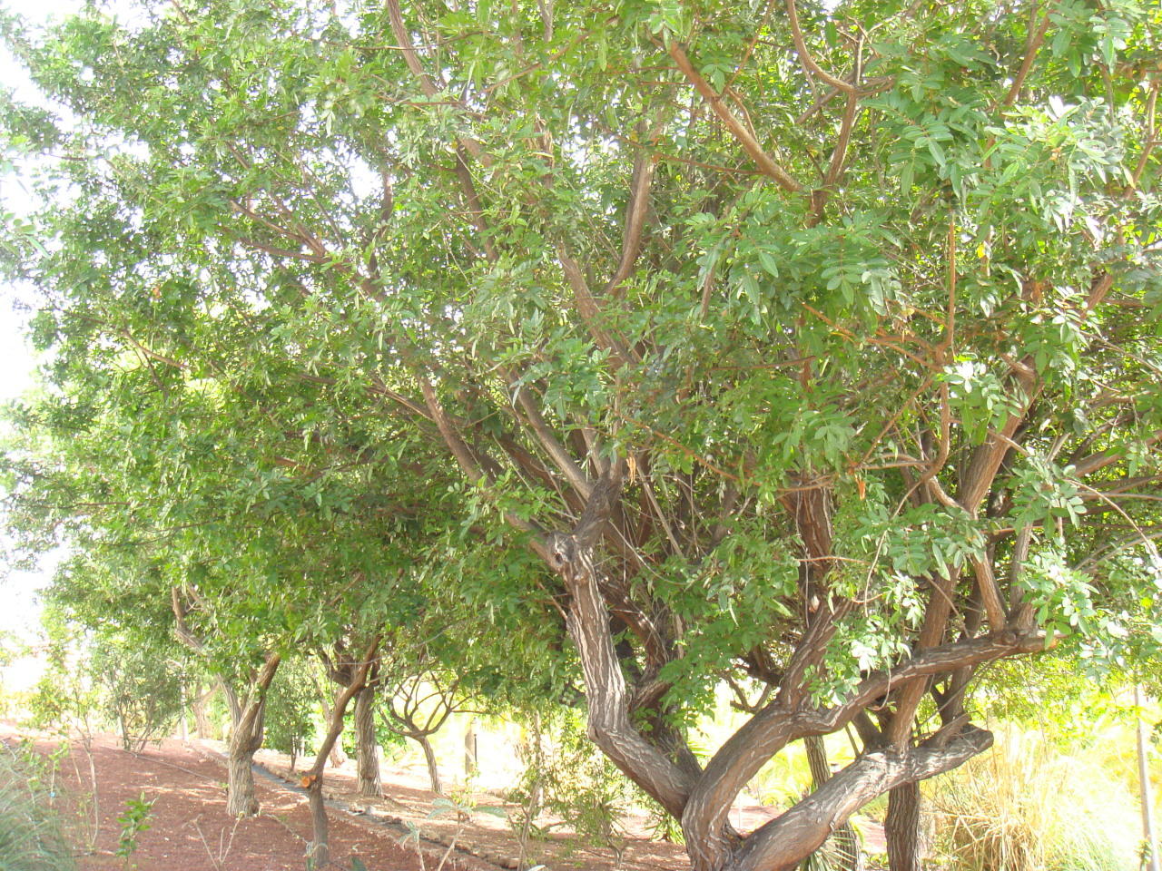 Finca Puerta de Alcalá