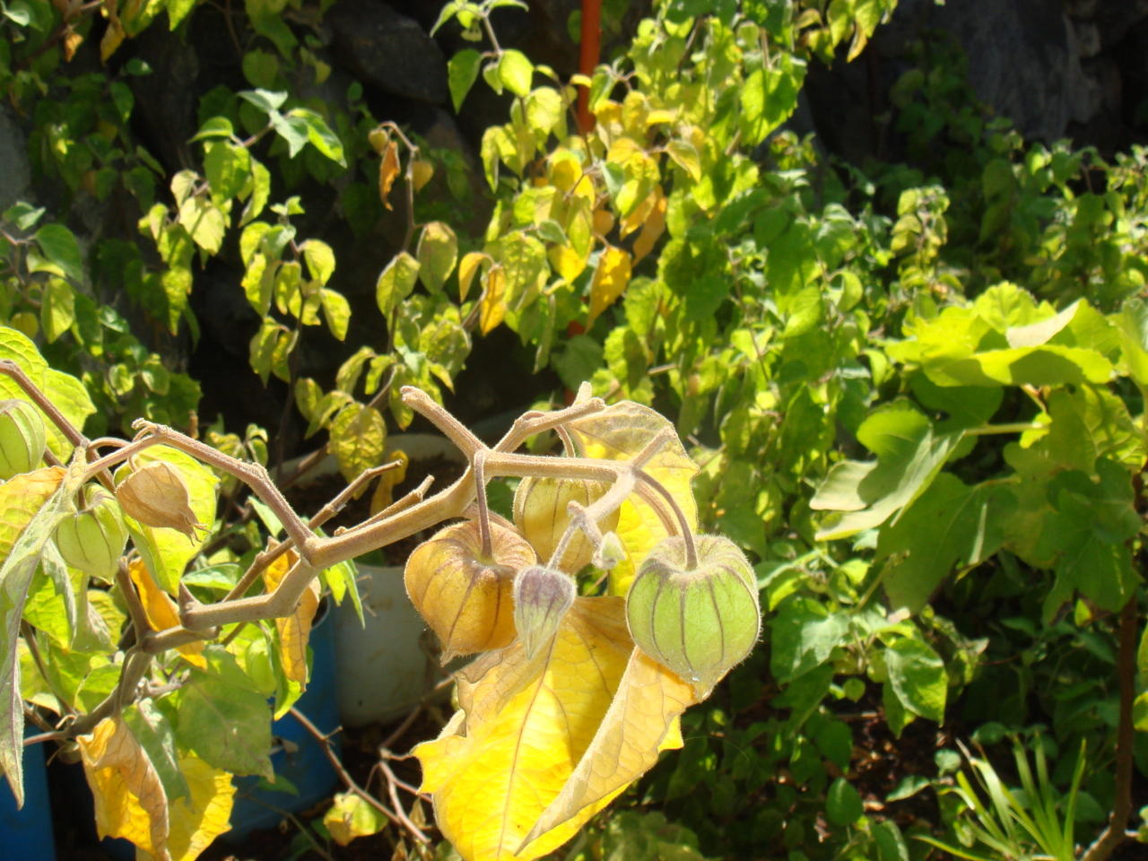 Finca Puerta de Alcalá Physalis